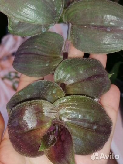 Традесканции сортовые альбом 1