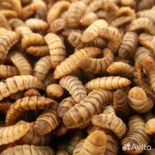 Опарыш американской мухи черный солдат