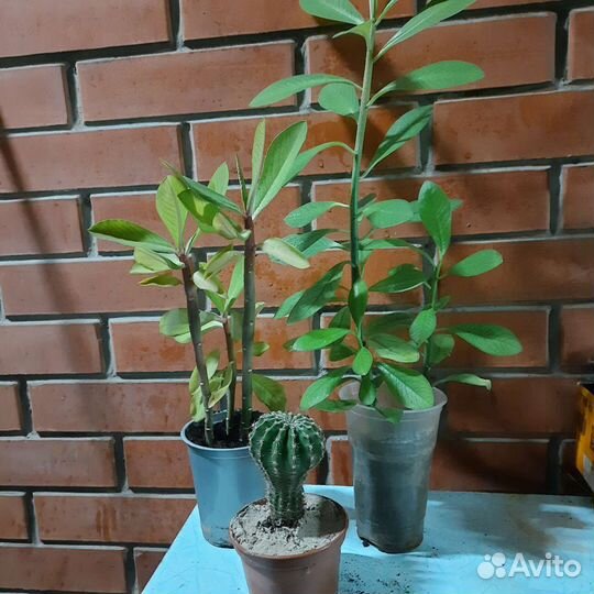 Синадениум Гранта