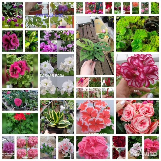 Комнатные растения цветы