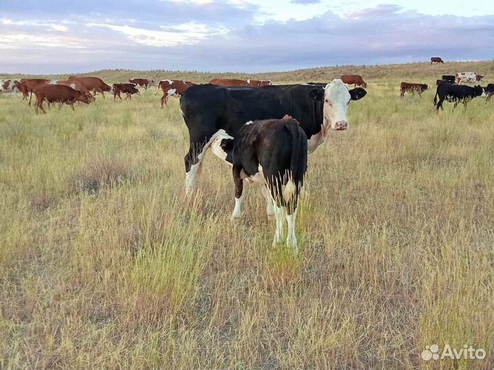 Коровы с телятами