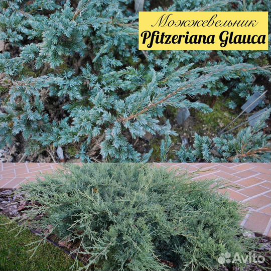 Можжевельник