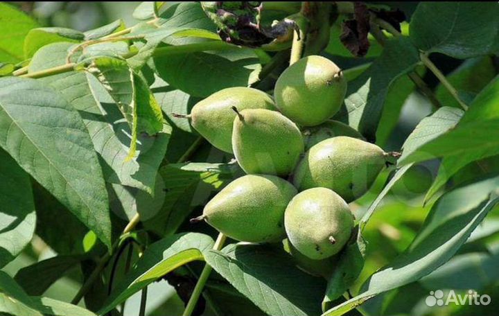 Саженцы Маньчжурский орех