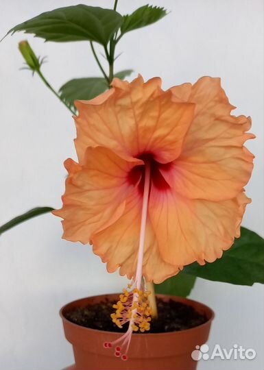 Гибискус,Хлорофитум