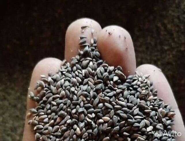 Доставка семян лиственницы