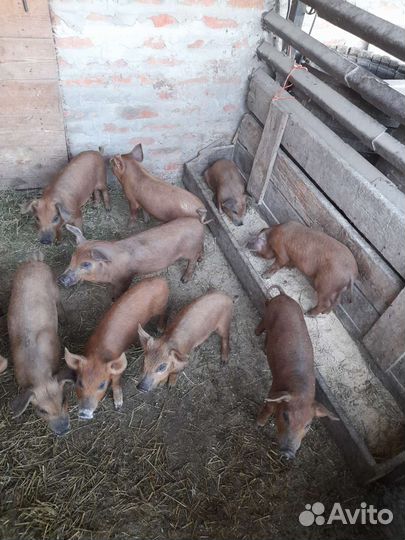 Поросята