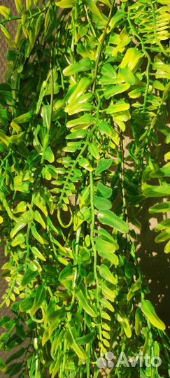 Искусственные растения для террариума рептилии