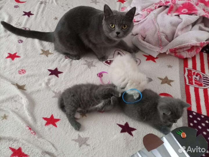Кошка