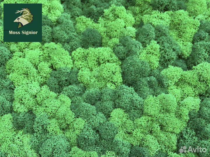 Стабилизированный мох ягель, кочка, пласт. Панно