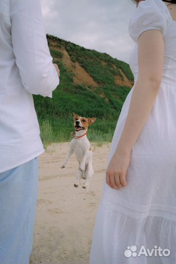 Вязка кобель джек рассел