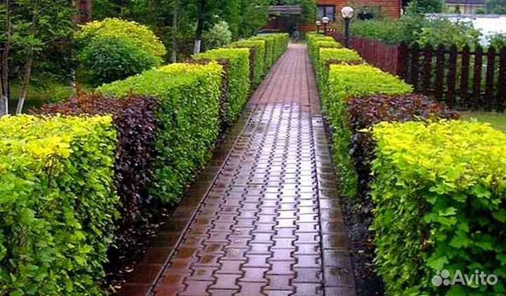 Живая изгородь