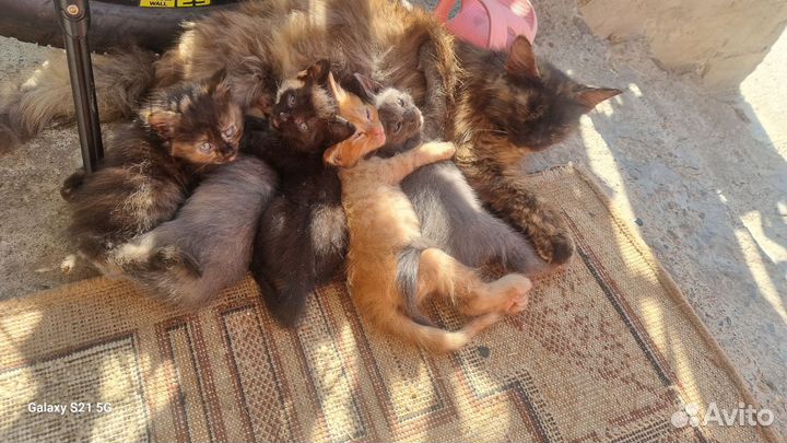 Мейн-кун митисы