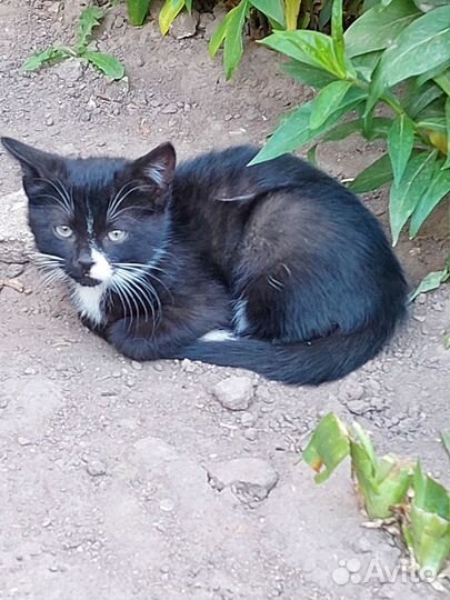 Котёнку нужен дом