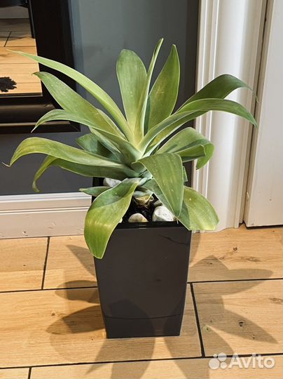 Агава аттенуата