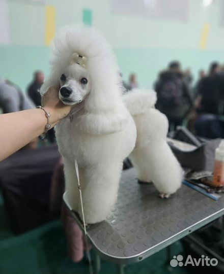 Пудель средний (малый), белый, предлагается вязка