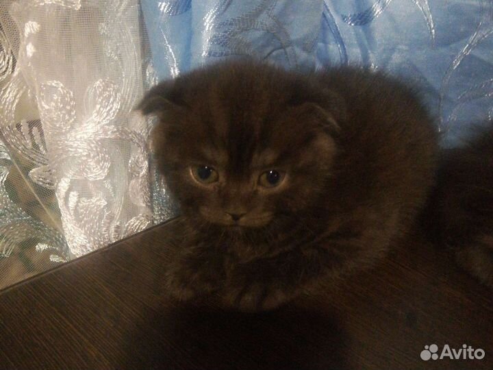 Шотландские вислоухие котята черные