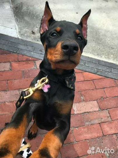 Выгул собак