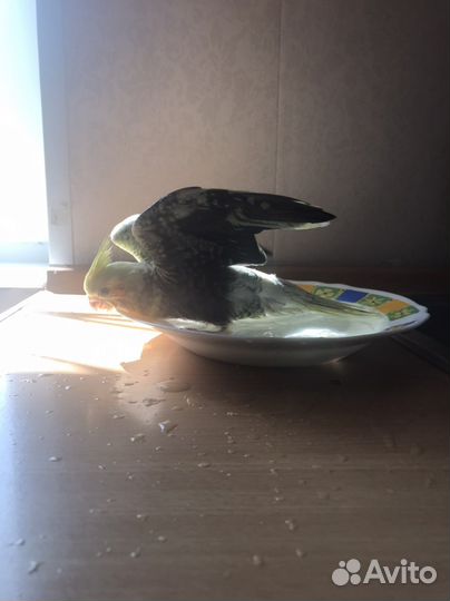 Попугай корелла птенцы выкормыши