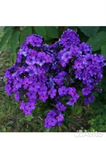 Флоксы многолетние сортовые