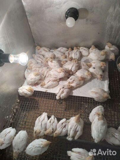 Перепелята