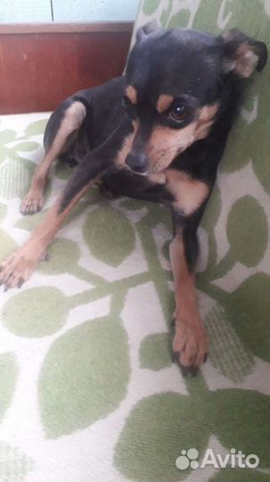 Тойтерьеры