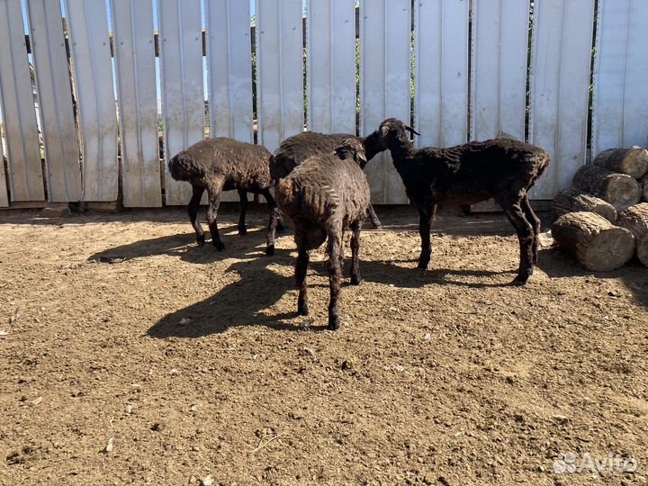 Овцы,бараны