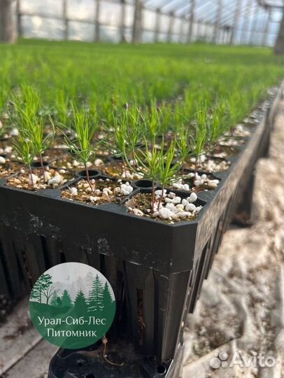 Зкс и окс Сосна Ель Лиственница сеянцы Голуб горн