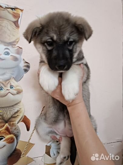 Щенок пушистый девочка