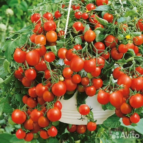 Семена для балкона и цветника томат огурец объявление продам