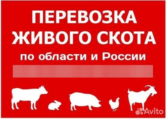 Перевозка скота