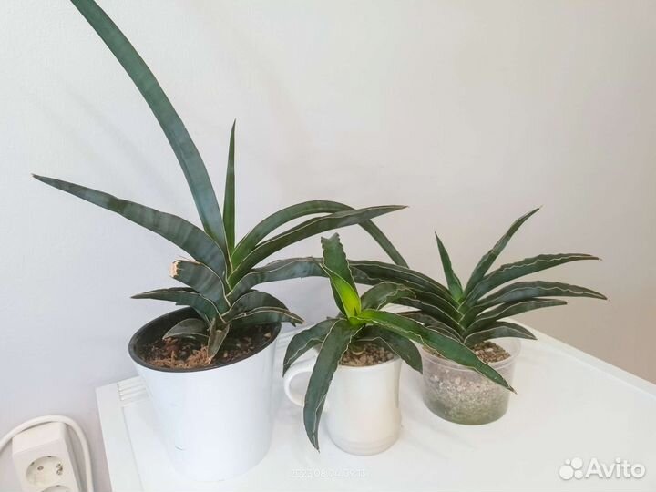 Сансивиерия Масониана Металлика и др