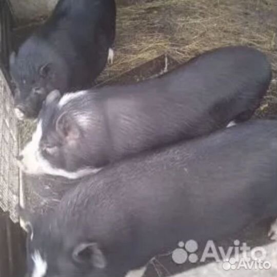 Вьетнамские вислобрюхие свиноматки и хряк