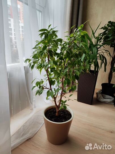 Фикус вариегатный дерево