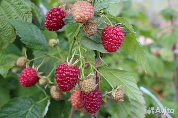 Саженцы Ремонтантной малины Делнива