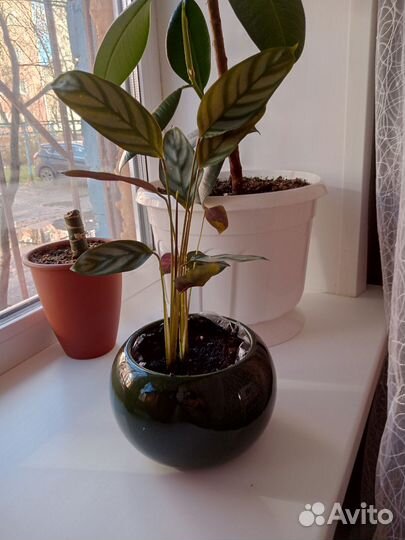 Комнатные цветы