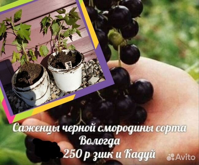 Саженцы Малина Смородина рябина черная лук многол