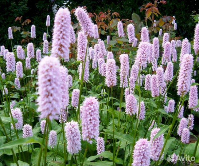 Многолетники Горец змеиный Суперба