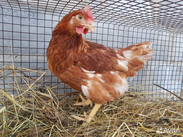 Куры, молодки, несушки