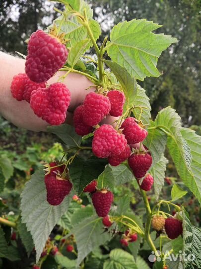 Саженцы ремонтантной малины