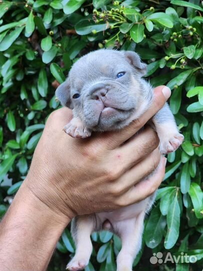 Французята