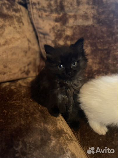 Котята