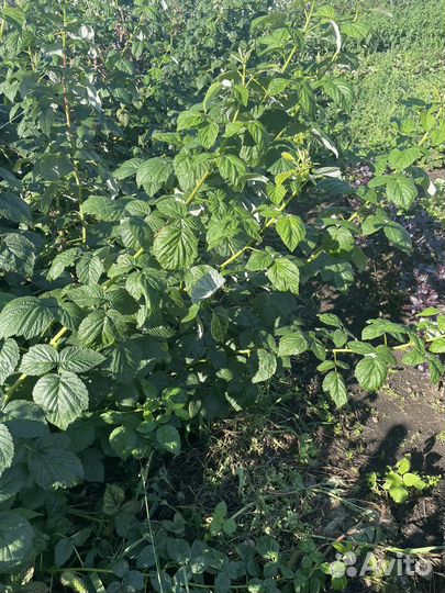 Саженцы малины