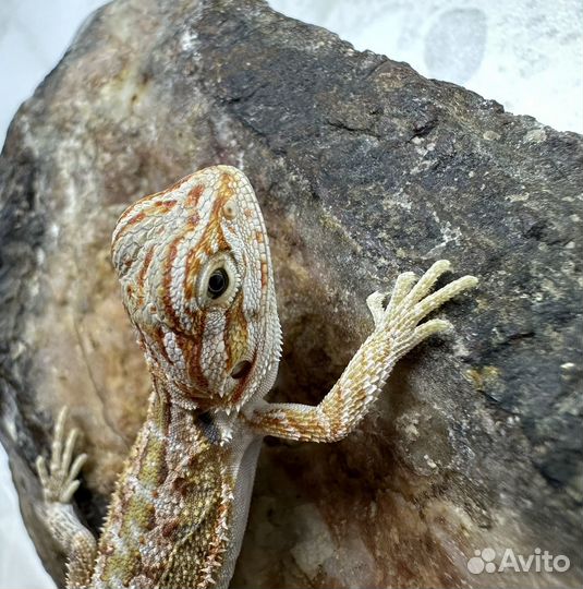 Бородатая агама / агама с террариумом