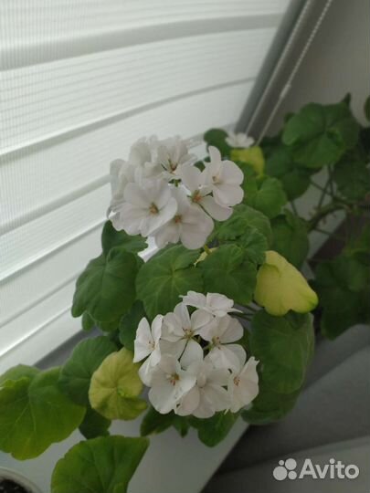 Пеларгония герань красная И белая