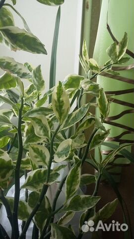 Гибискус, Молочай,Сингониум, Хлорофитум