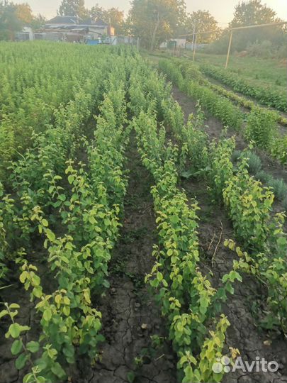 Растения саженцы