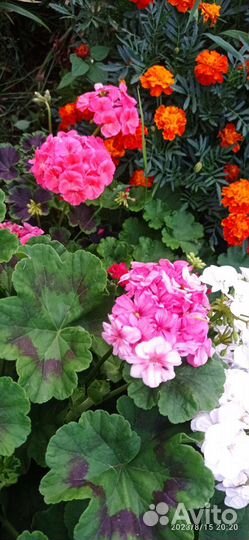 Пеларгония герань