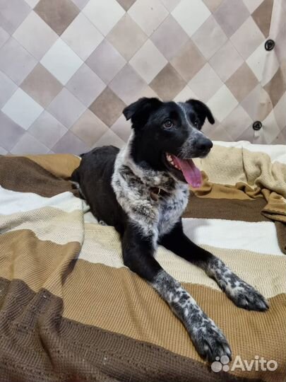 Собаки из приюта некрасовка