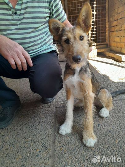 Щенок в дар