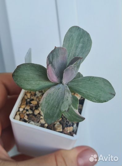 Эхеверия Decora суккулент